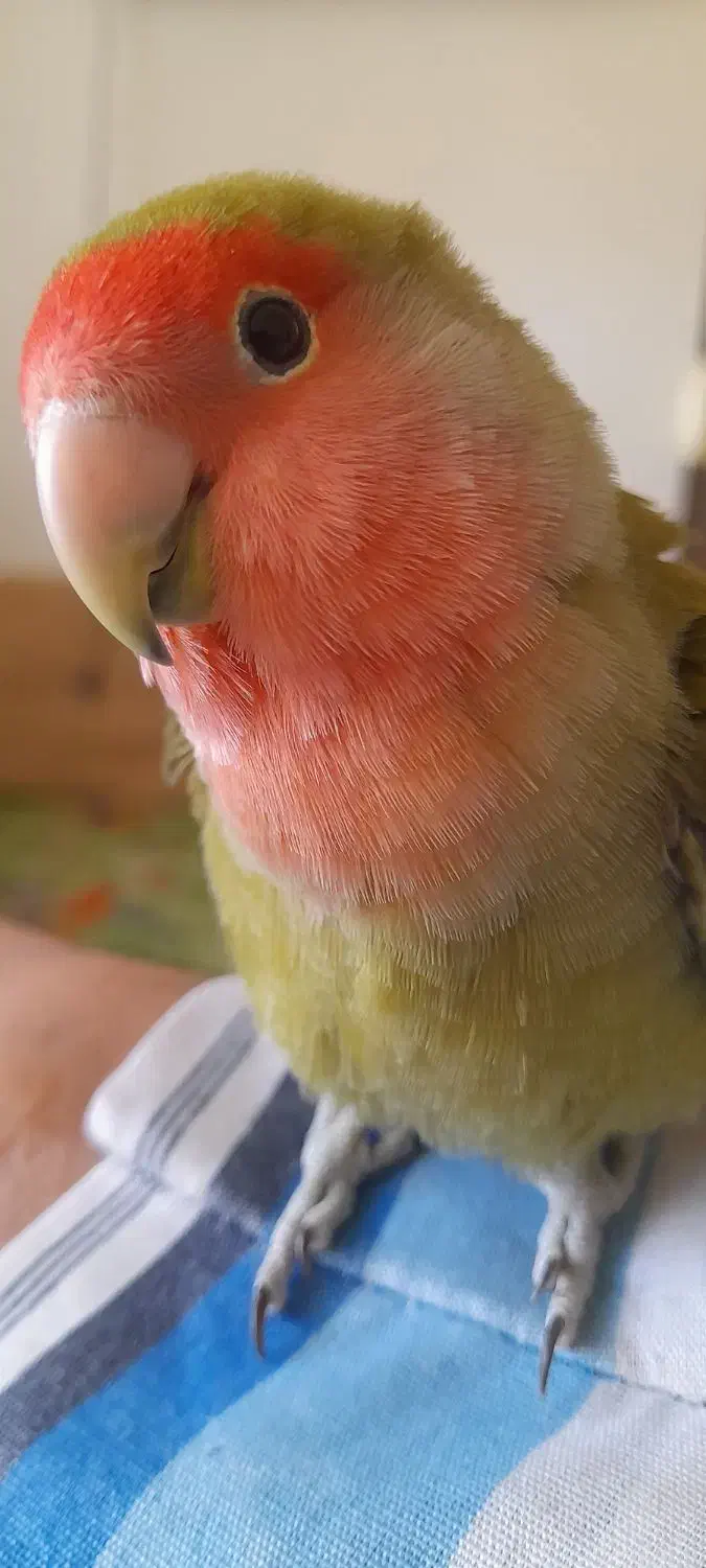 پرنده طوطی برزیلی|پرنده|شاهین‌شهر, شهرک گلدیس|دیوار