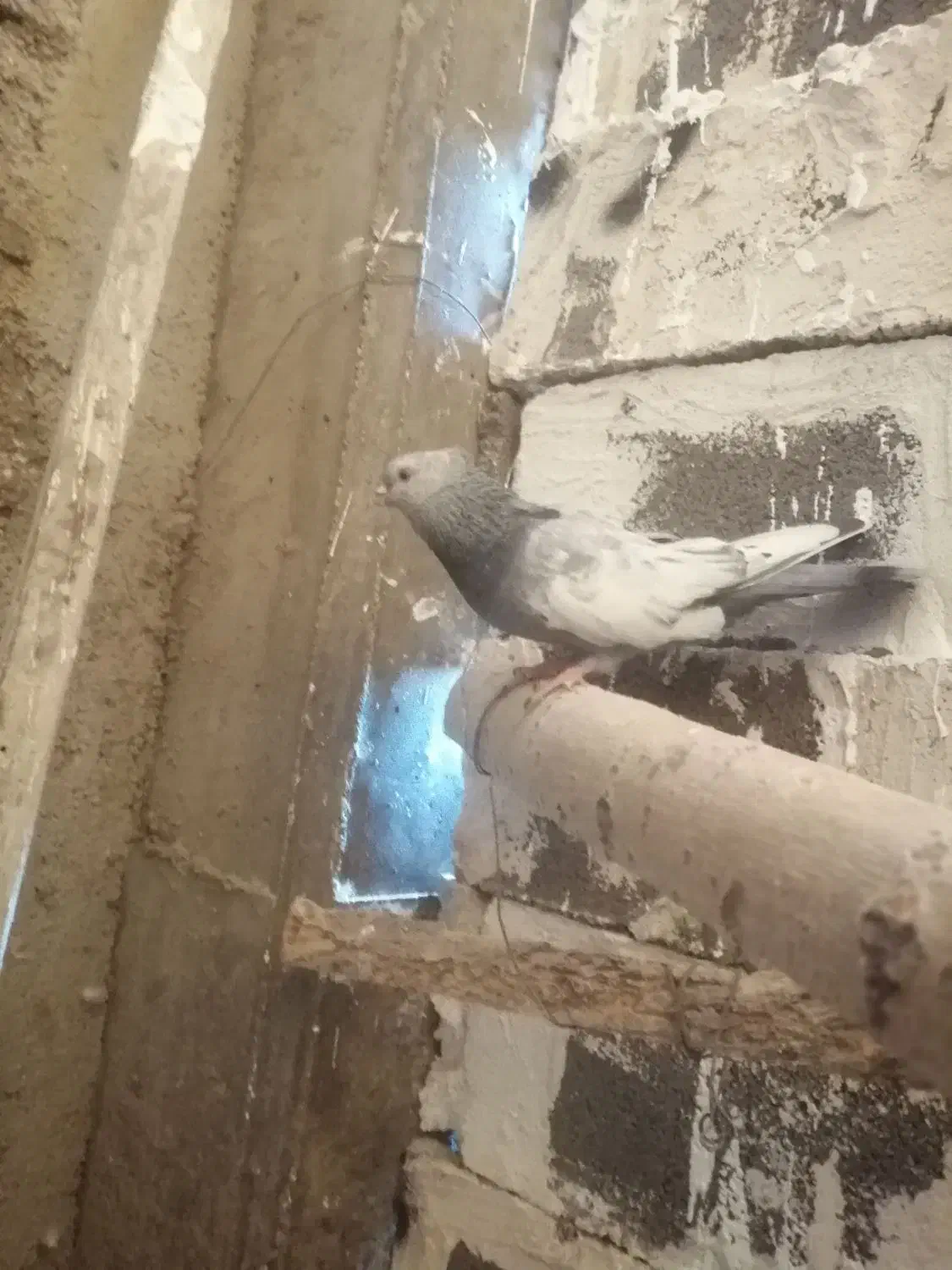 کفتر شهری بهبونی|پرنده|شیراز, شهرک مفتح|دیوار