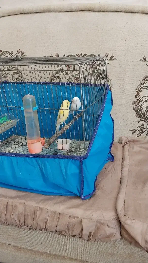 قناری نروماده|پرنده|بروجرد, |دیوار