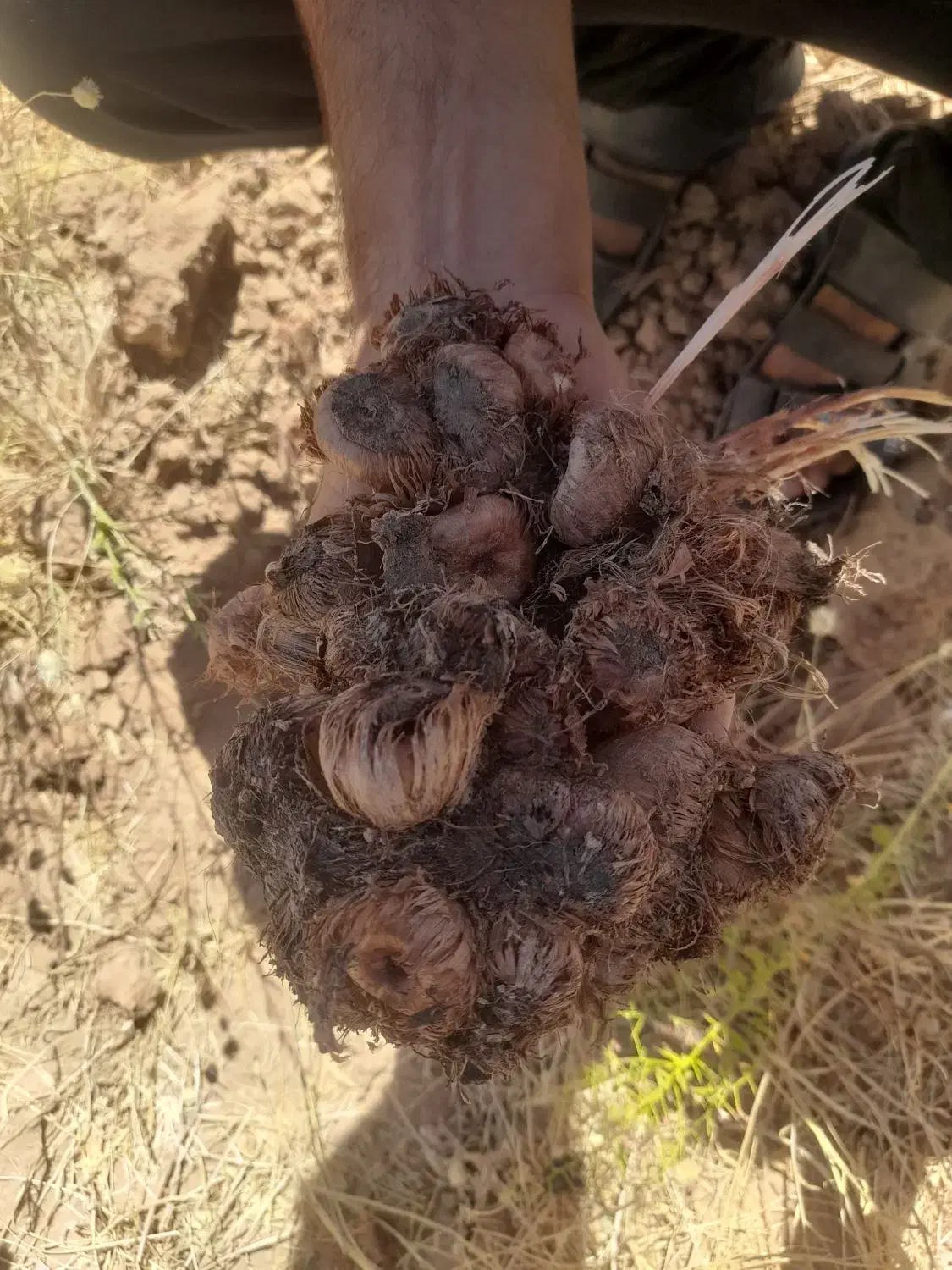 بنه زعفران|گل و گیاه طبیعی|مبارکه, |دیوار