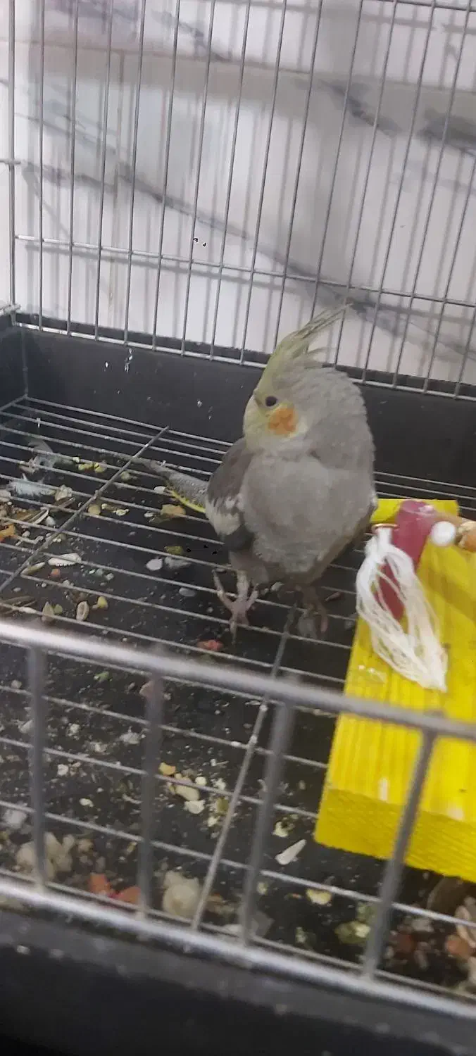 عروس هلندی|پرنده|ساوه, |دیوار