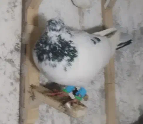 پرنده|حیوانات|شیروان (خراسان), |دیوار