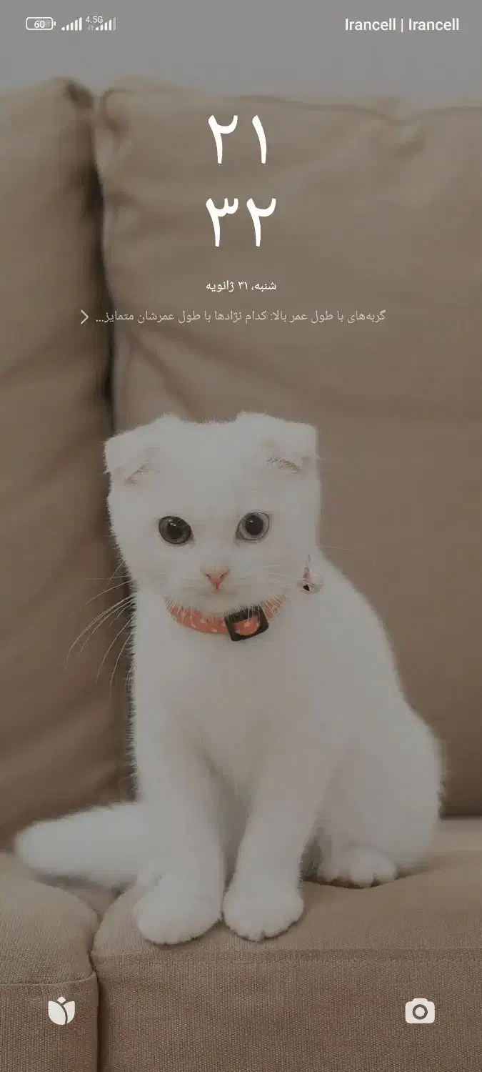 سگ پیدا شده|حیوانات|شیراز, وزیرآباد|دیوار