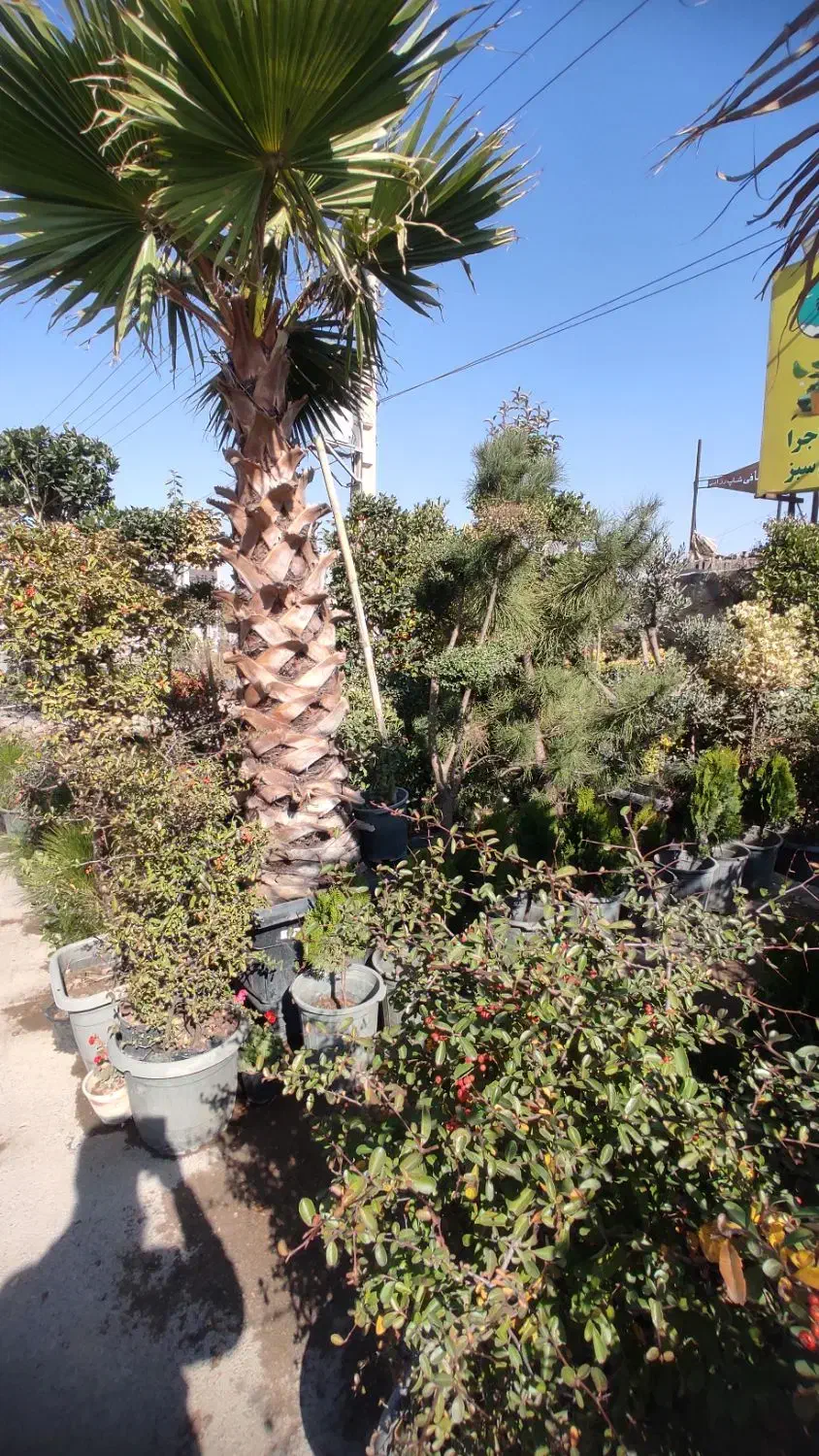 فروش درخت و گل و گیاه|گل و گیاه طبیعی|شیراز, گویم|دیوار