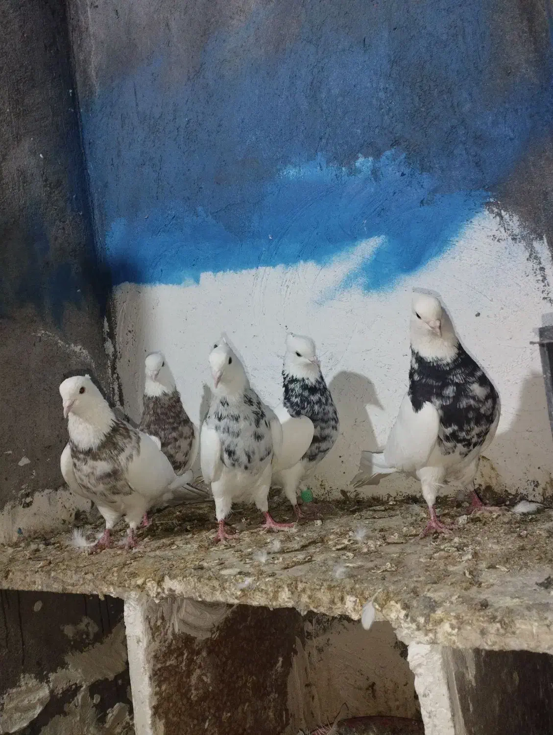 کبوتر طوقی|پرنده|دینور, |دیوار