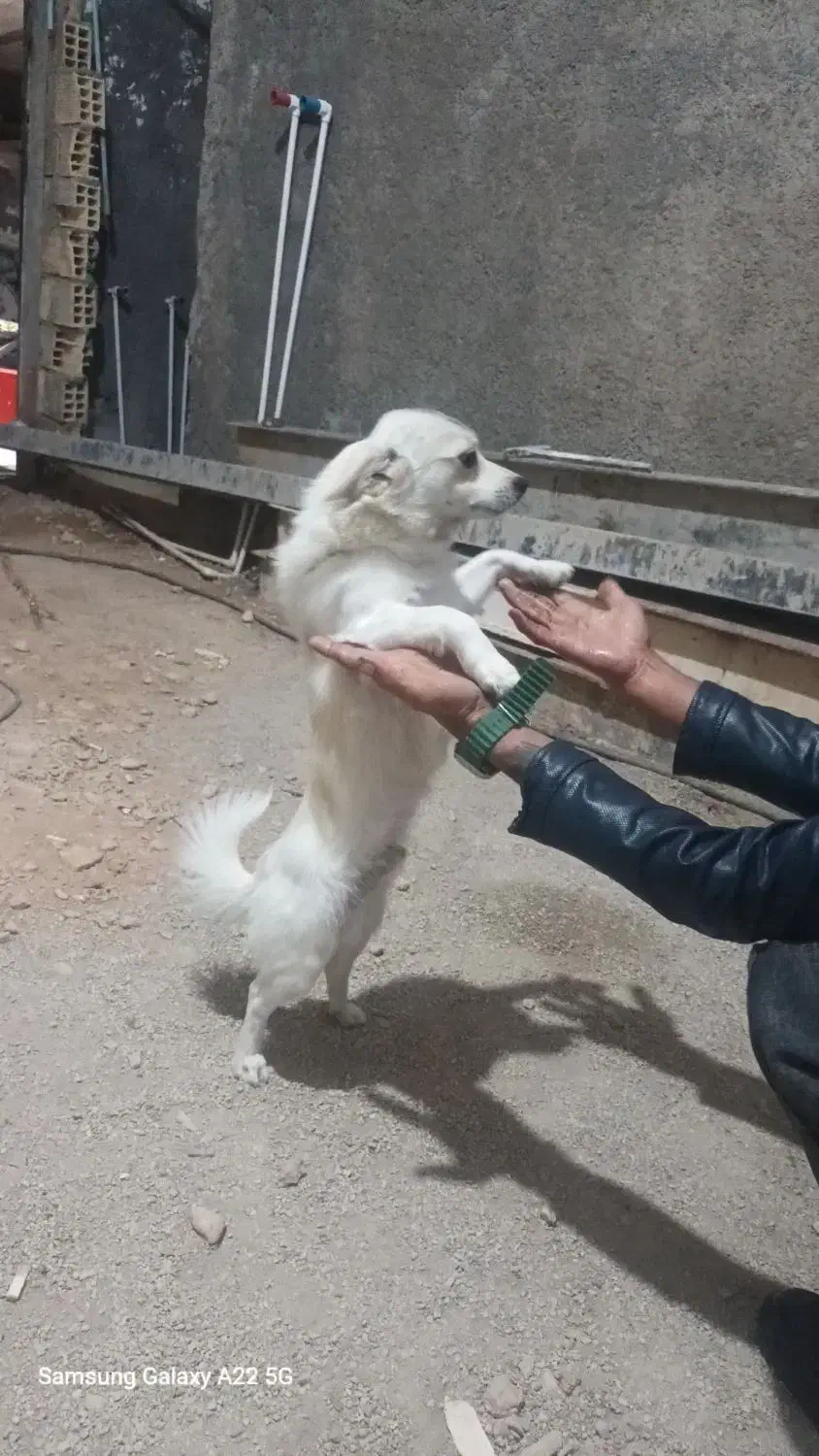 سگ پارمانین|سگ|خرمآباد, |دیوار