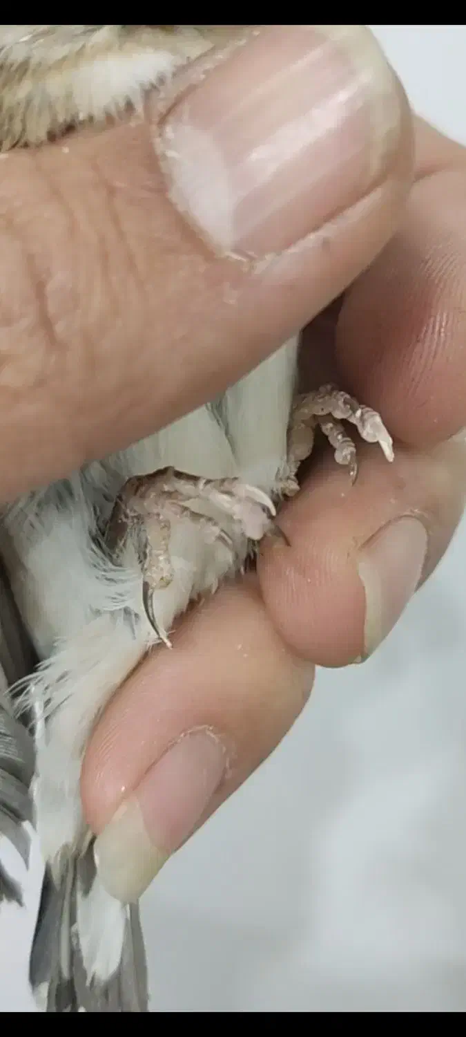 سهره ماده ناخن سفید|پرنده|تهران, مینای شمالی (مخبر)|دیوار