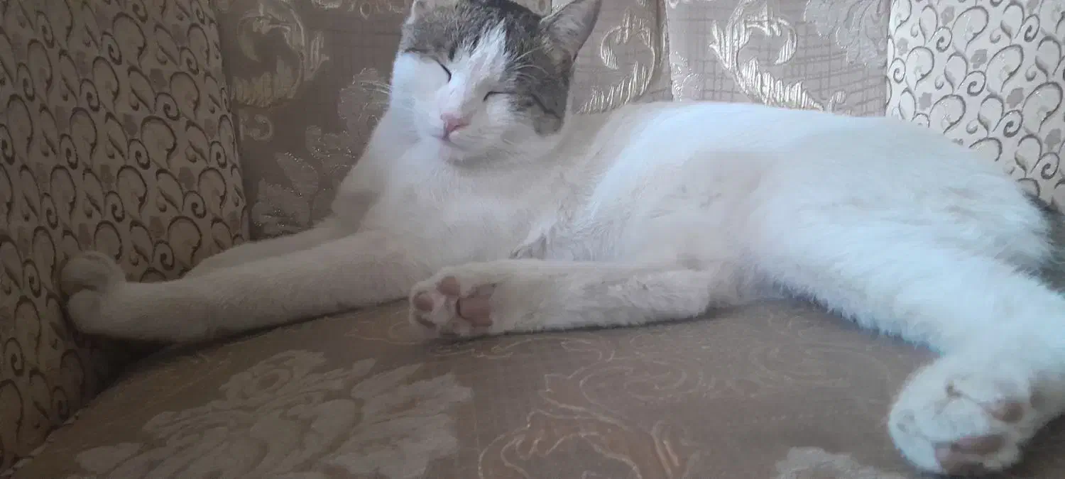 گربه گمشده/ گربه نر/ گربه زیبا|حیوانات|قم, شاه ابراهیم|دیوار