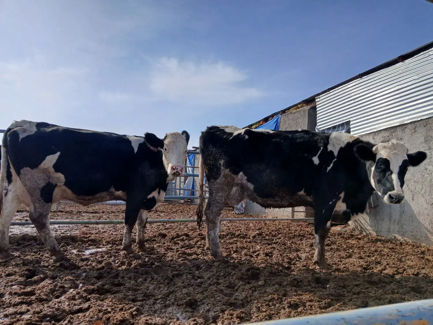 گاو|حیوانات مزرعه|بالا ولایت, |دیوار