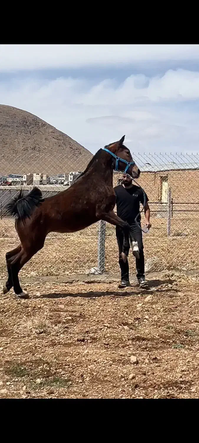 کره مادیان دوسالو نیم تازه سواری بسیار سواری دار|اسب و تجهیزات اسب‌سواری|فرخ‌شهر, |دیوار