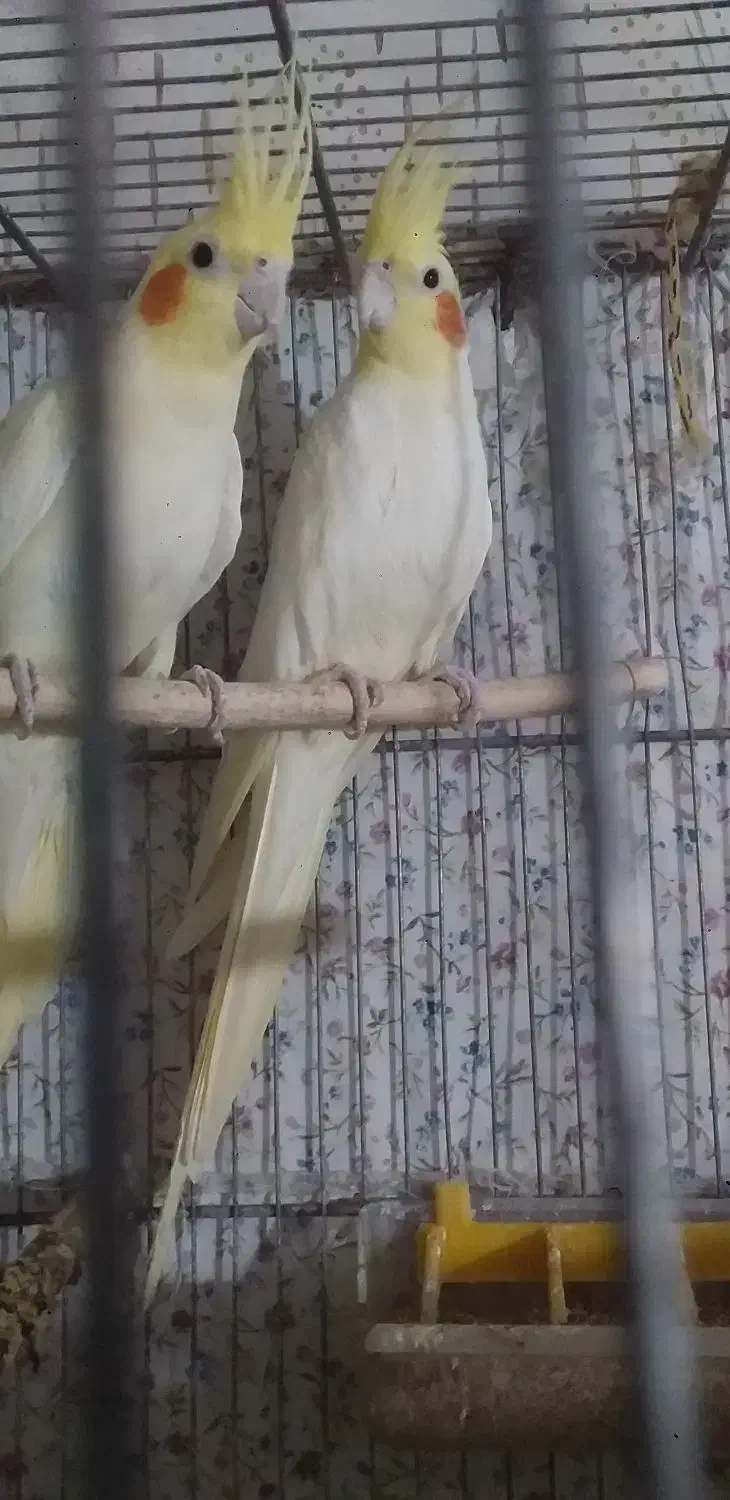 عروس هلندی|پرنده|مشهد, هفده شهریور|دیوار