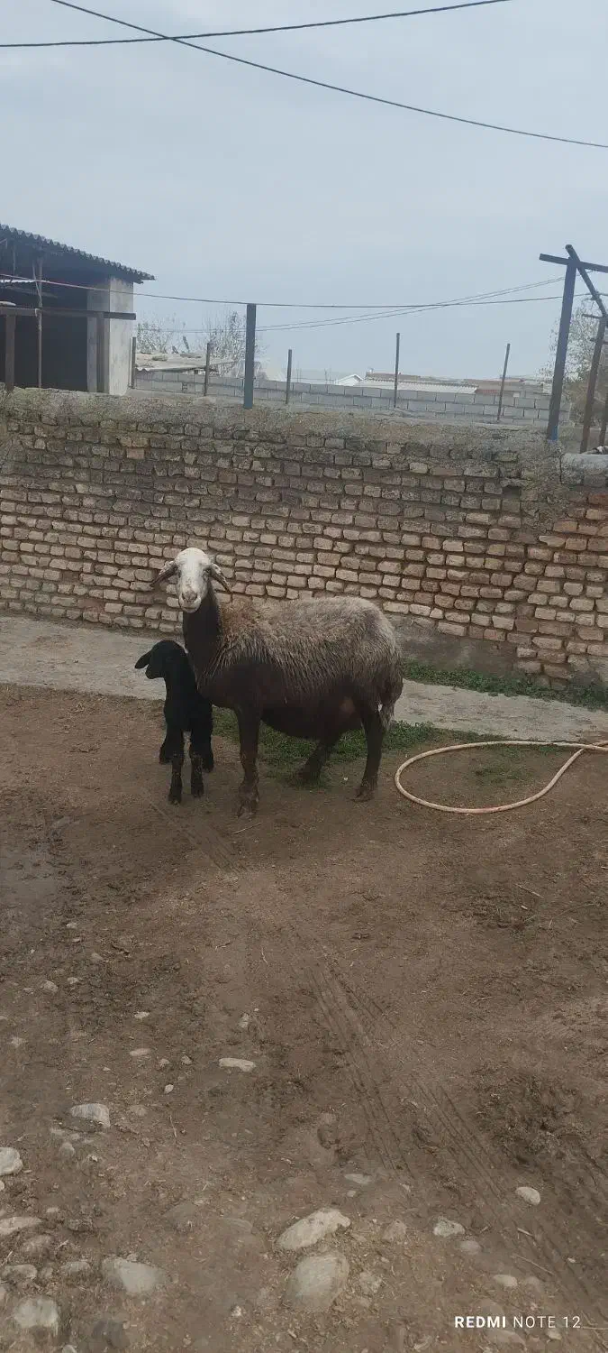 گوسفند|حیوانات مزرعه|سیمین شهر, |دیوار