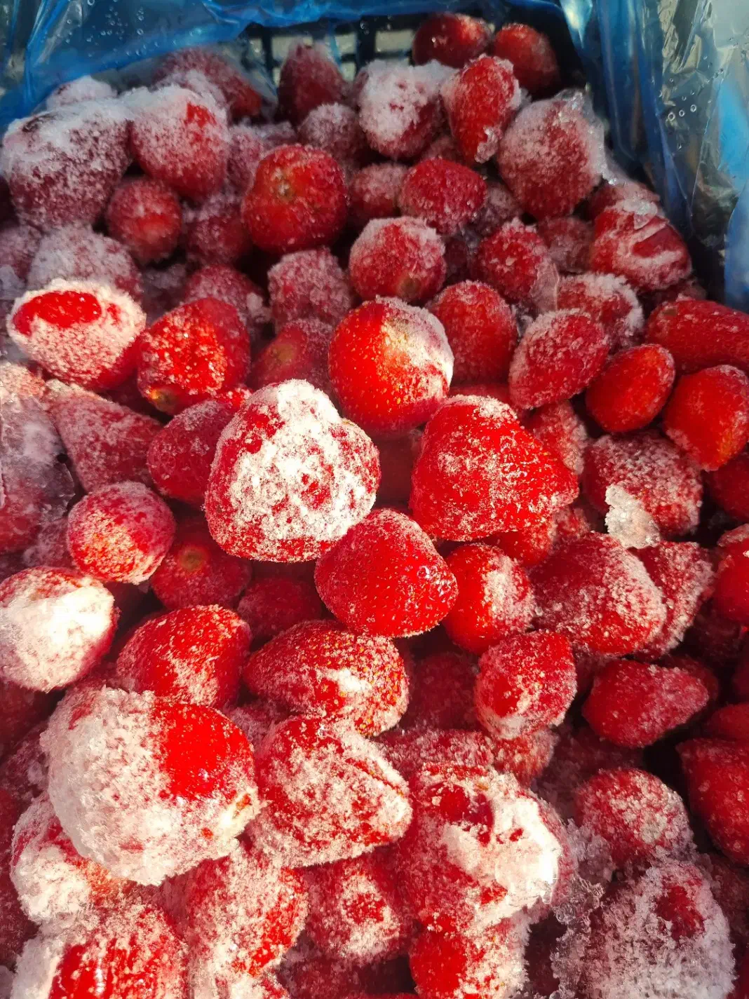 توت فرنگی منجمد|خوردنی و آشامیدنی|تهران, دکتر هوشیار|دیوار