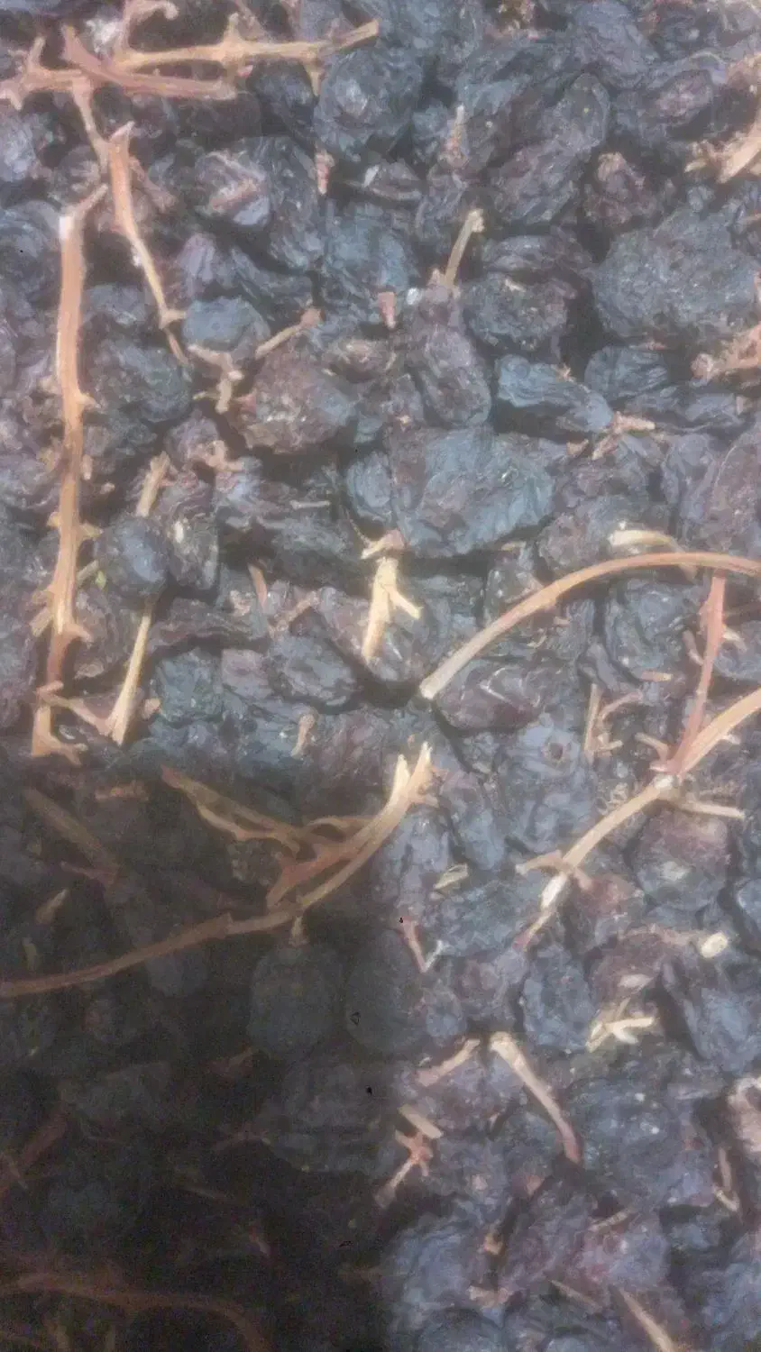 مویز|خوردنی و آشامیدنی|رستم, |دیوار