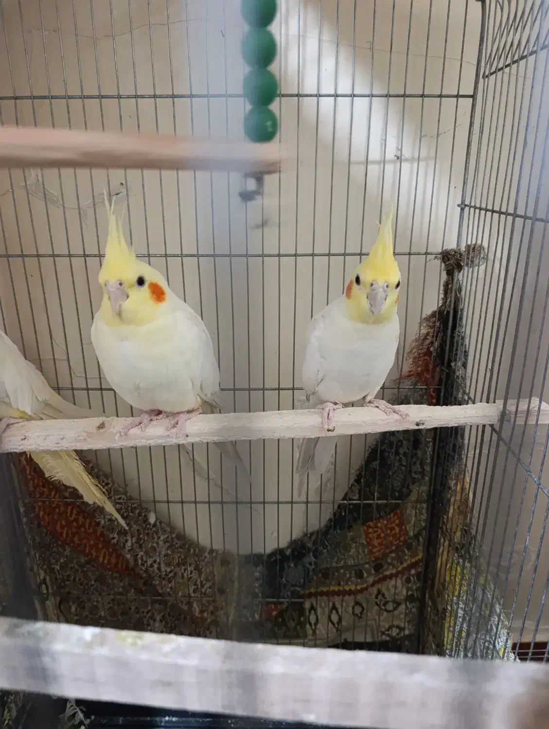 عروس هلندی بالغ و مولد|پرنده|دماوند, گیلاوند|دیوار