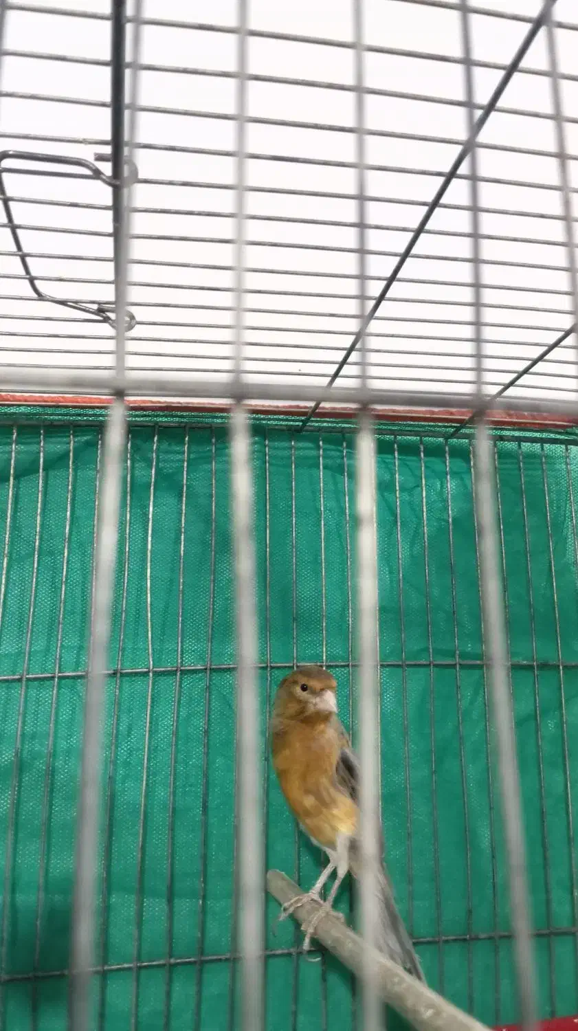 قناری|پرنده|کرمان, |دیوار