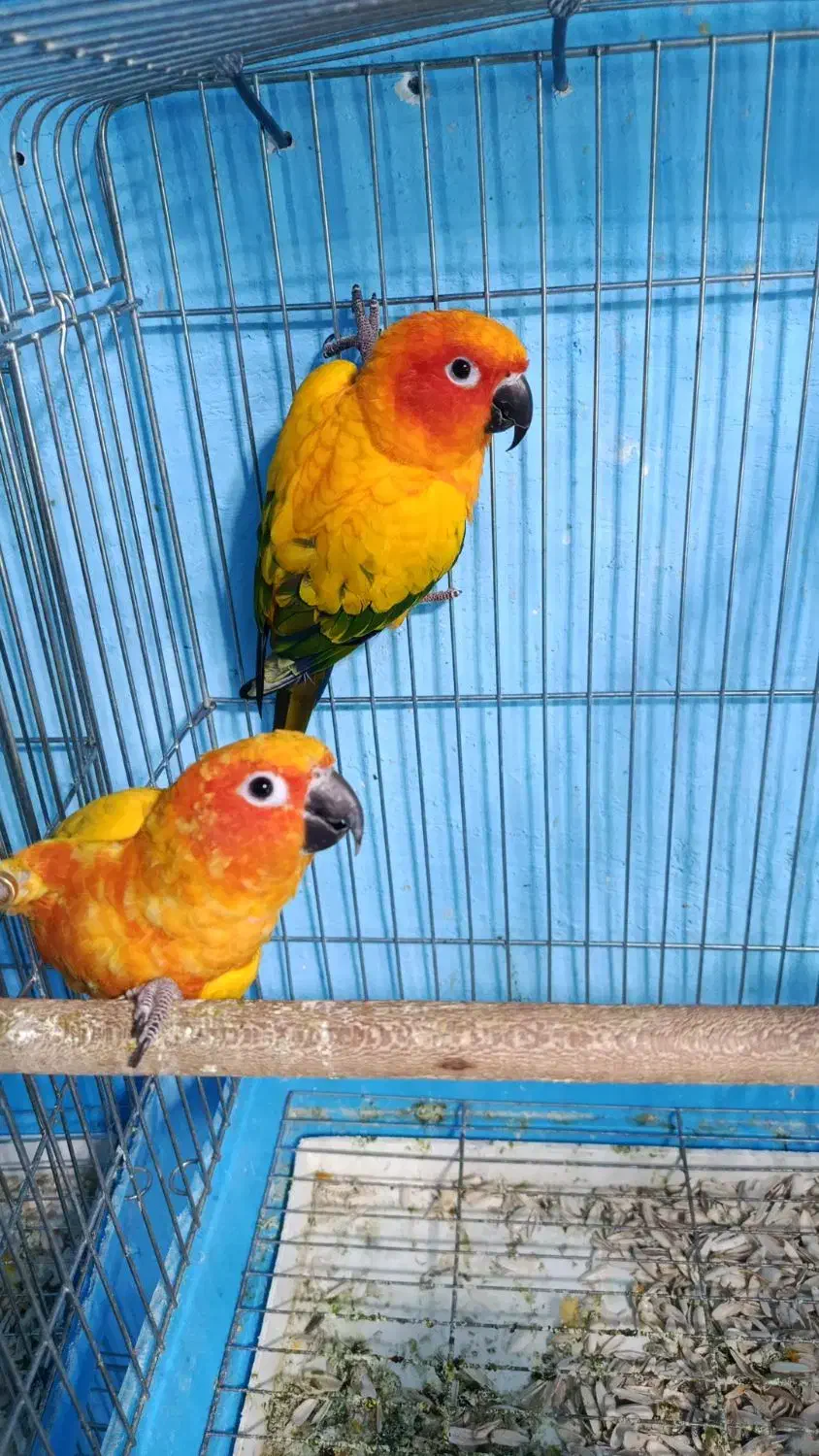 خورشیدی ملنگو شاه راهب میخرم پرندگان شما را|پرنده|شیراز, لب آب|دیوار