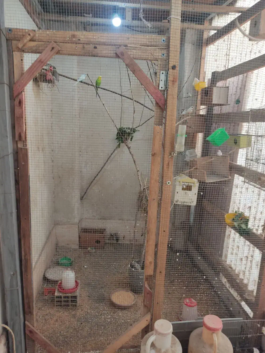 انواع سهره مرغ امریکایی|پرنده|رشت, پاره بیجار|دیوار