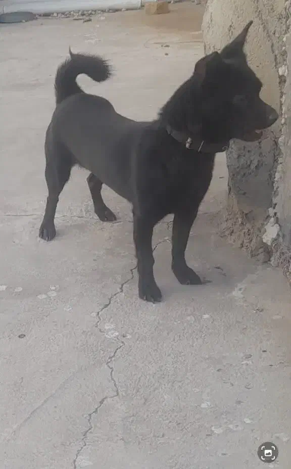 سگ پاکوتاه|سگ|رفسنجان, |دیوار