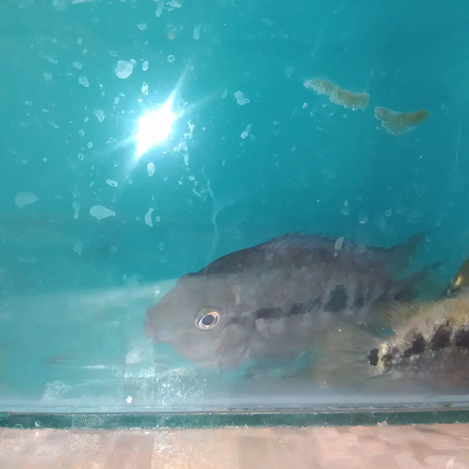 ماهی جک دمپسی|ماهی|مشهد, نیزه|دیوار