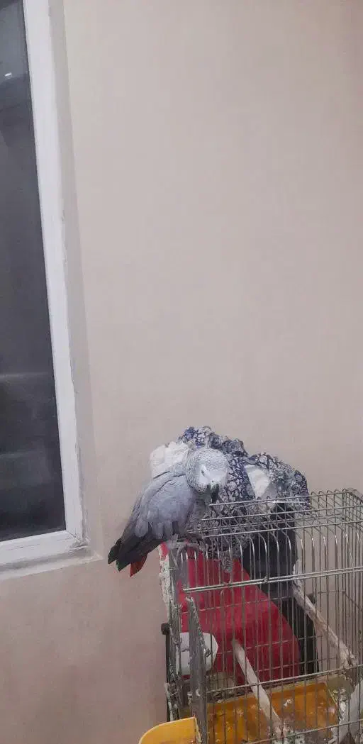 کاسکوی گمشده|پرنده|رشت, گلسار|دیوار