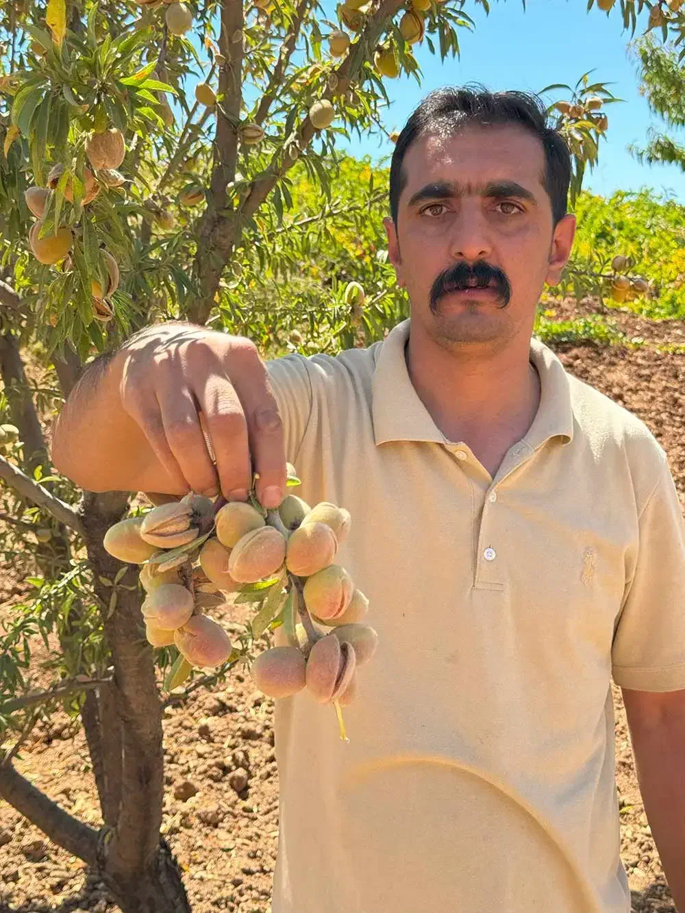 نهال بادام پربار سالم نهال|خدمات باغبانی و درختکاری|اراک, |دیوار