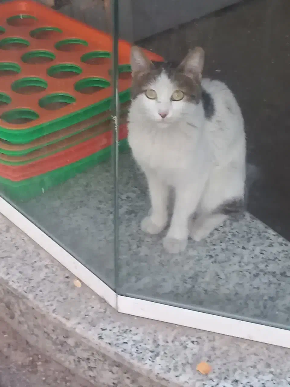 گربه گم شده|گربه|یزد, |دیوار