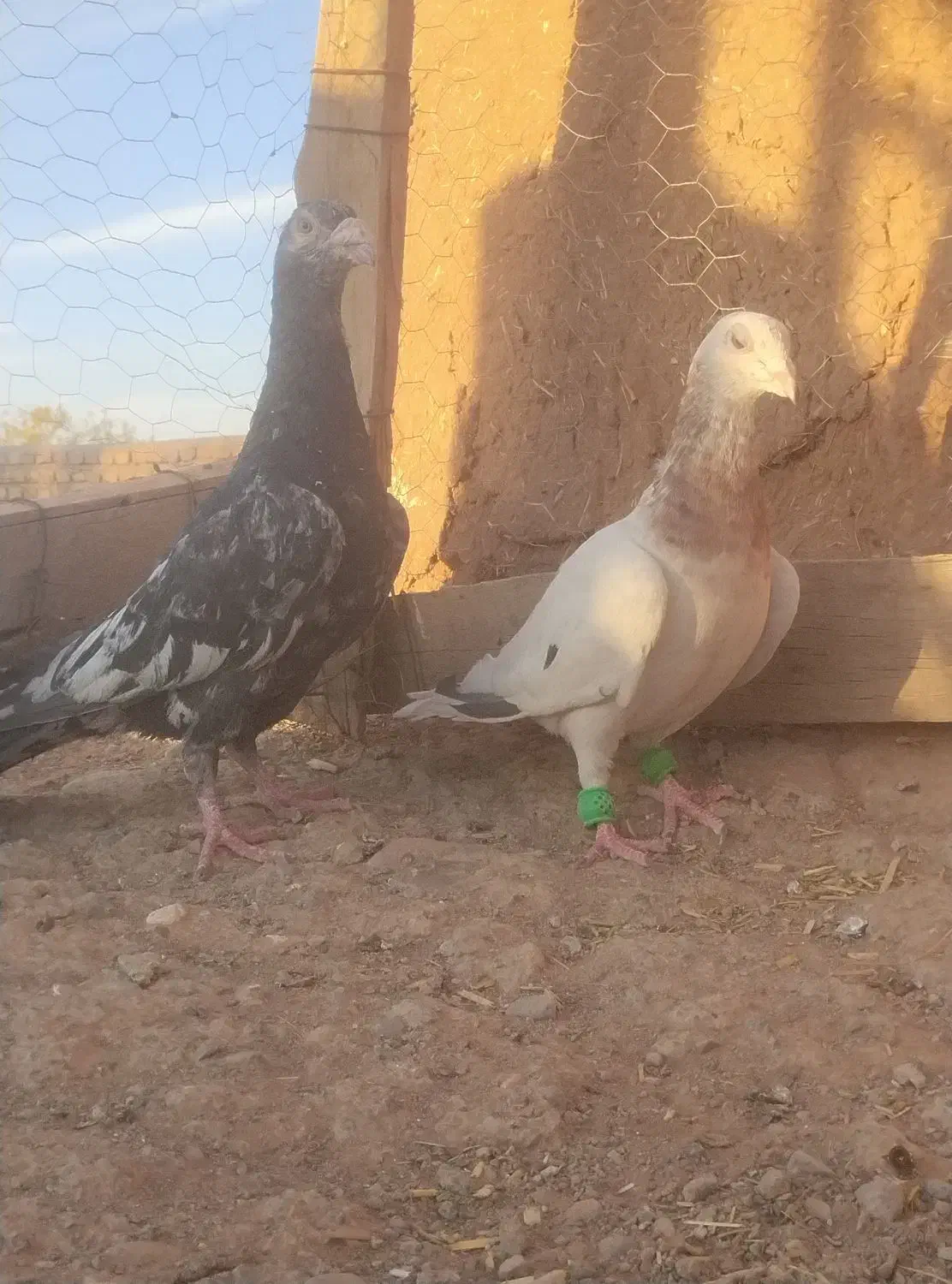 سار سرور|پرنده|مشهد, شهید معقول|دیوار