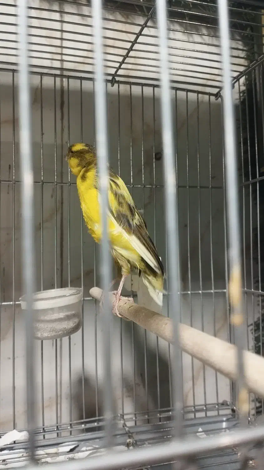 قناری اماده رسمی بلند|پرنده|ری, جوانمرد قصاب|دیوار