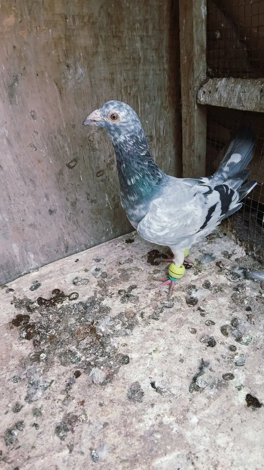 پرنده|پرنده|مشهد, کلاته برفی|دیوار