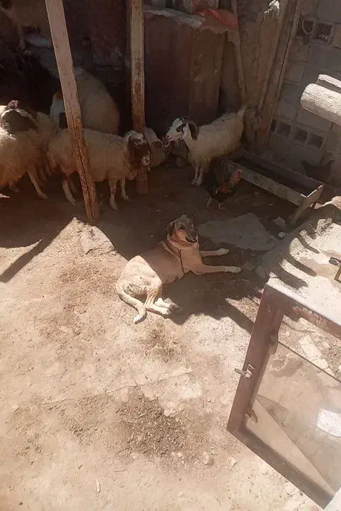 سگ پژدر|سگ|گهواره, |دیوار