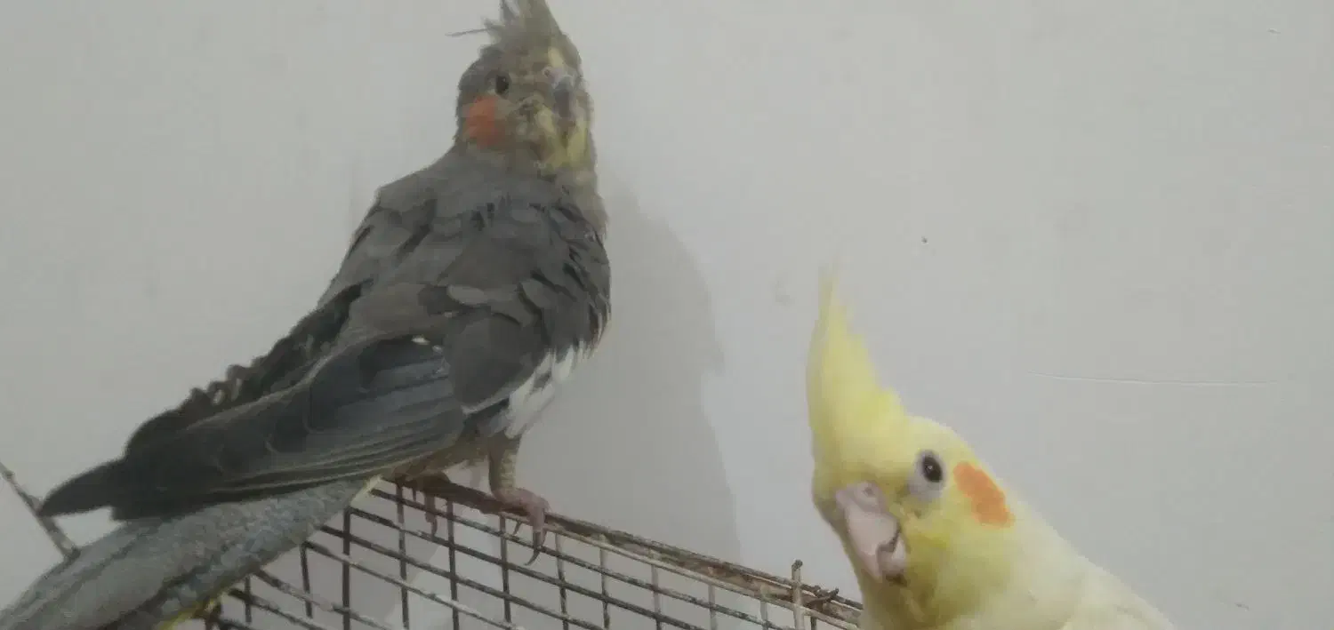 دو عروس هلندی دستی کامل خیلی ناز|پرنده|اهواز, شهرک اندیشه|دیوار