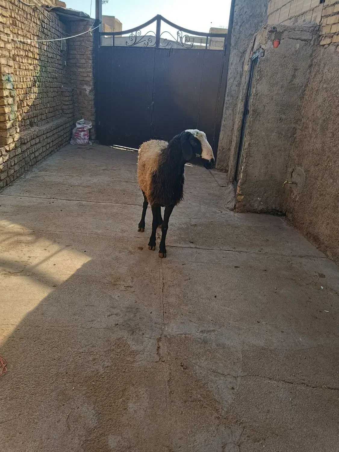 گوشتالو|حیوانات مزرعه|فردیس, شهرک ناز|دیوار