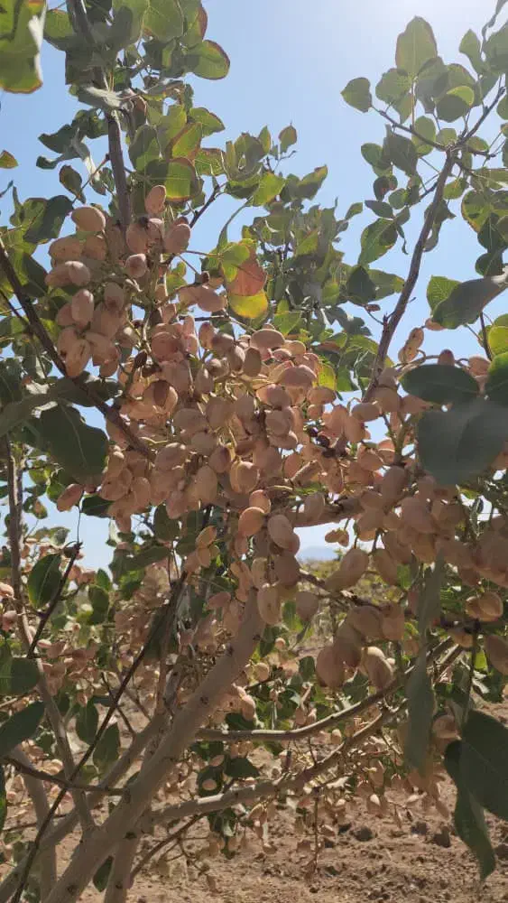 ۱۲۰۰ متر/ باغ پسته/ معاوضه/ساوه روستای پیک|فروش دفتر صنعتی، کشاورزی، تجاری|گلستان (تهران), |دیوار