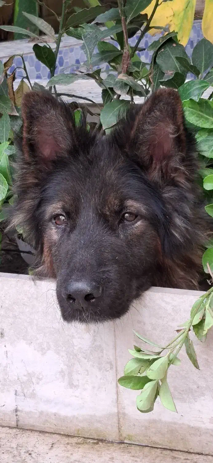 سگ ژرمن نر شولاین|سگ|آستانه اشرفیه, |دیوار