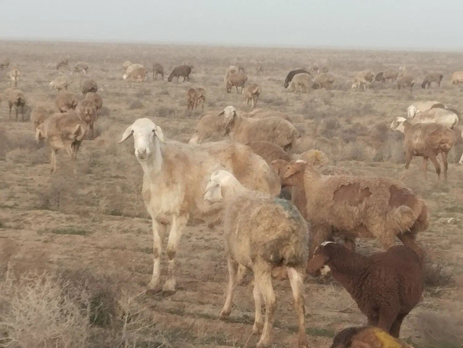 فروش|حیوانات مزرعه|تربت جام, جامرود|دیوار