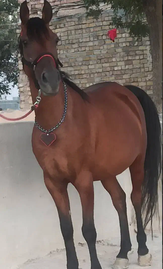 مادیون|اسب و تجهیزات اسب‌سواری|مرودشت, شهرک مهدیه|دیوار