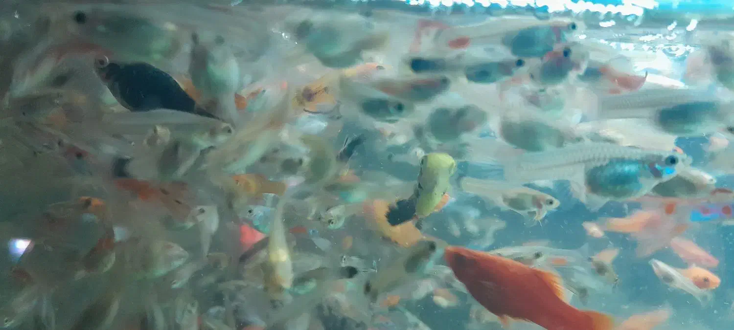 خوراک ماهی گوشتخوار|ماهی|تهران, تهرانسر غربی|دیوار