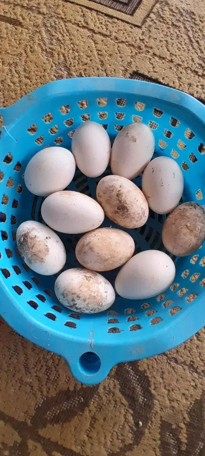 تخم غاز محلی|حیوانات مزرعه|شفت, |دیوار