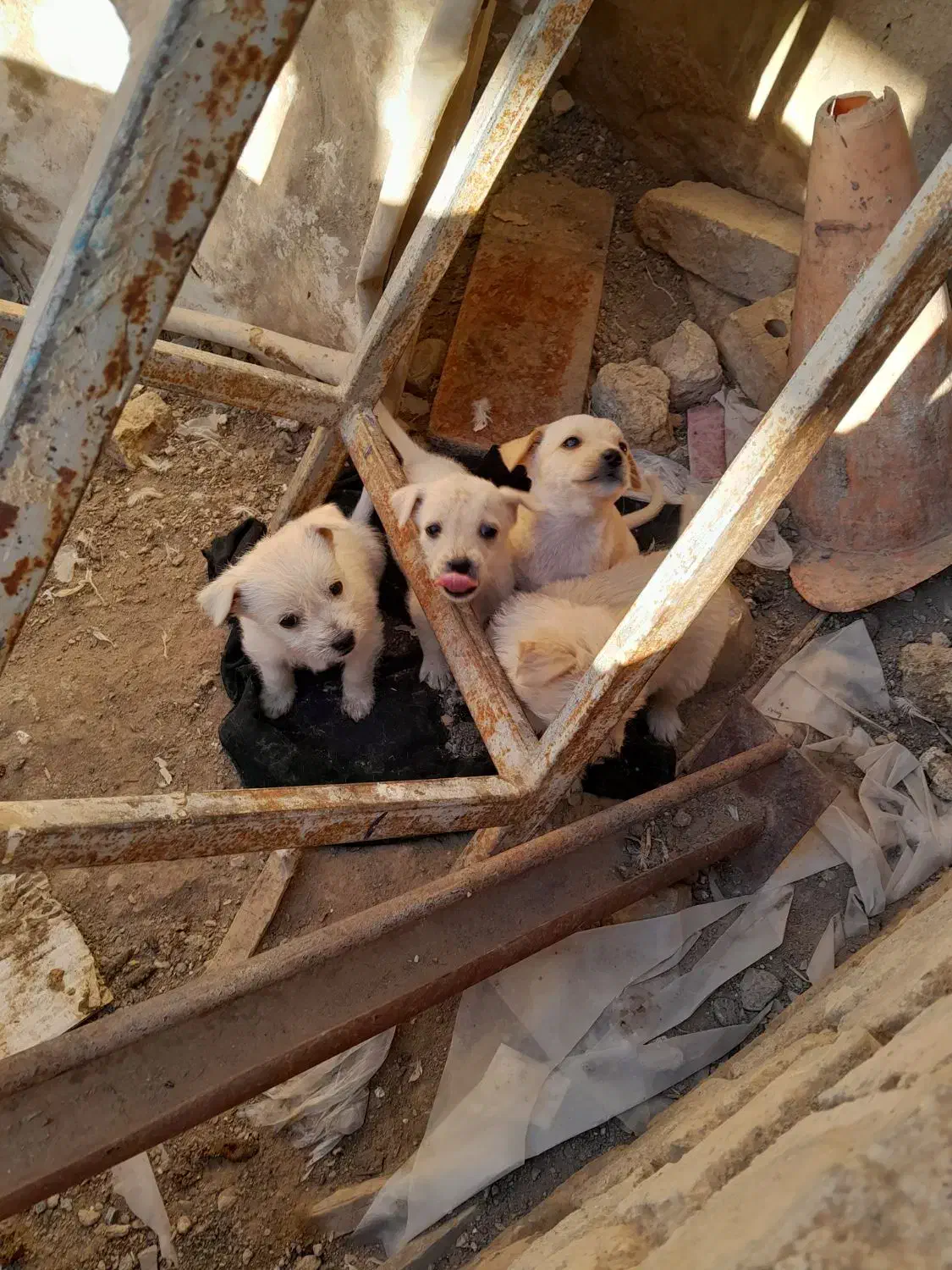 پاپی جهت واگذاری|سگ|ملکآباد, |دیوار