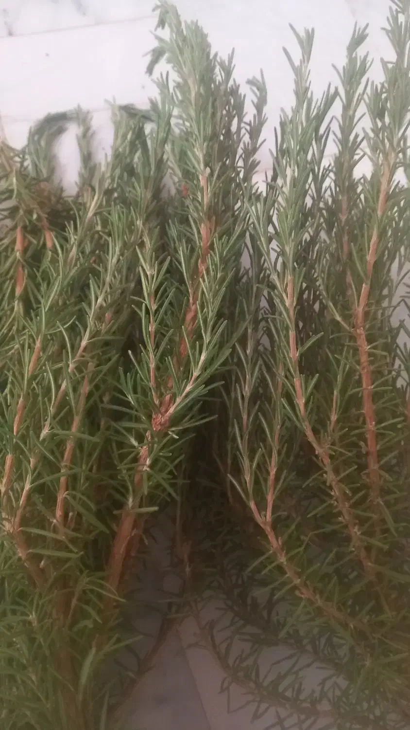 رزماری|گل و گیاه طبیعی|میانه, |دیوار