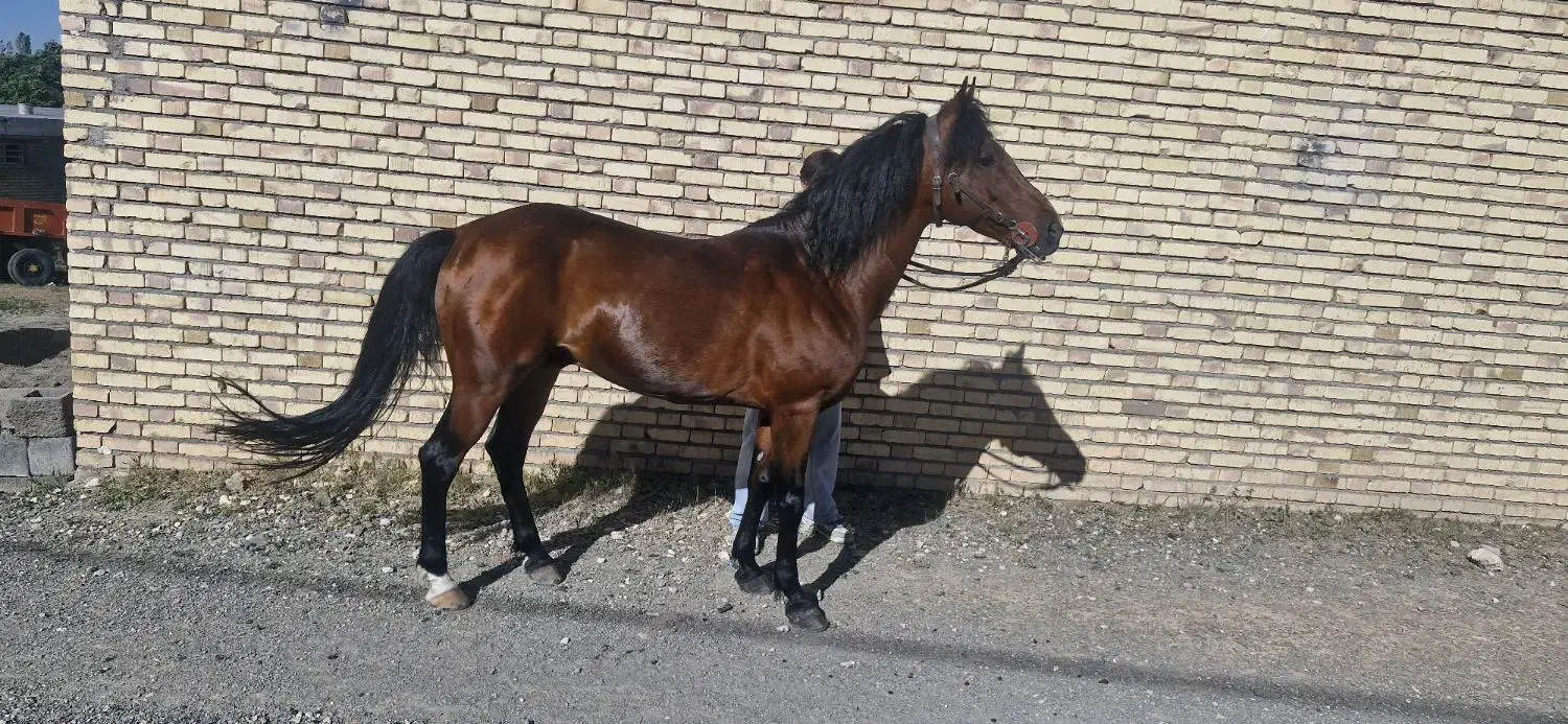 عرب کرد|اسب و تجهیزات اسب‌سواری|بیجار, |دیوار