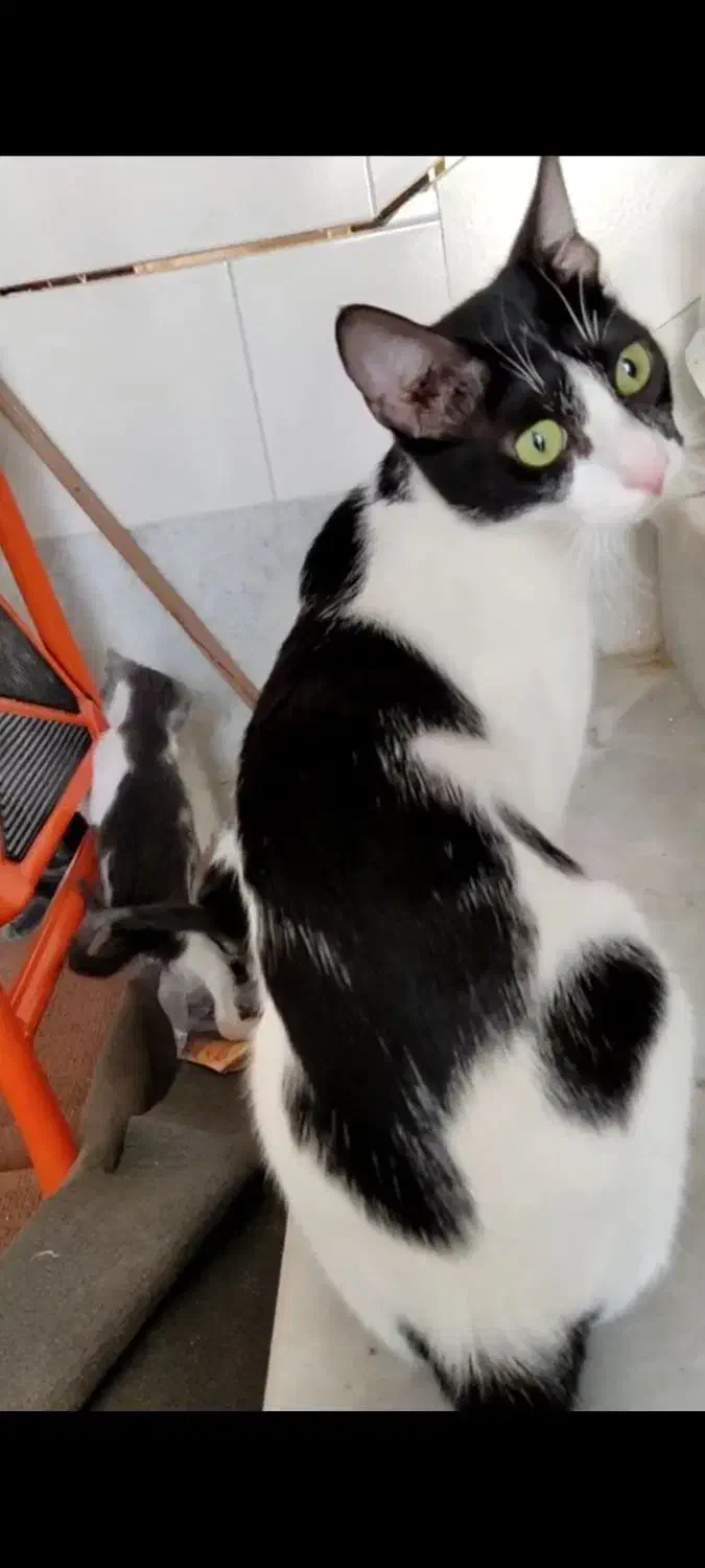 گربه گمشده|گربه|بندر گناوه, |دیوار