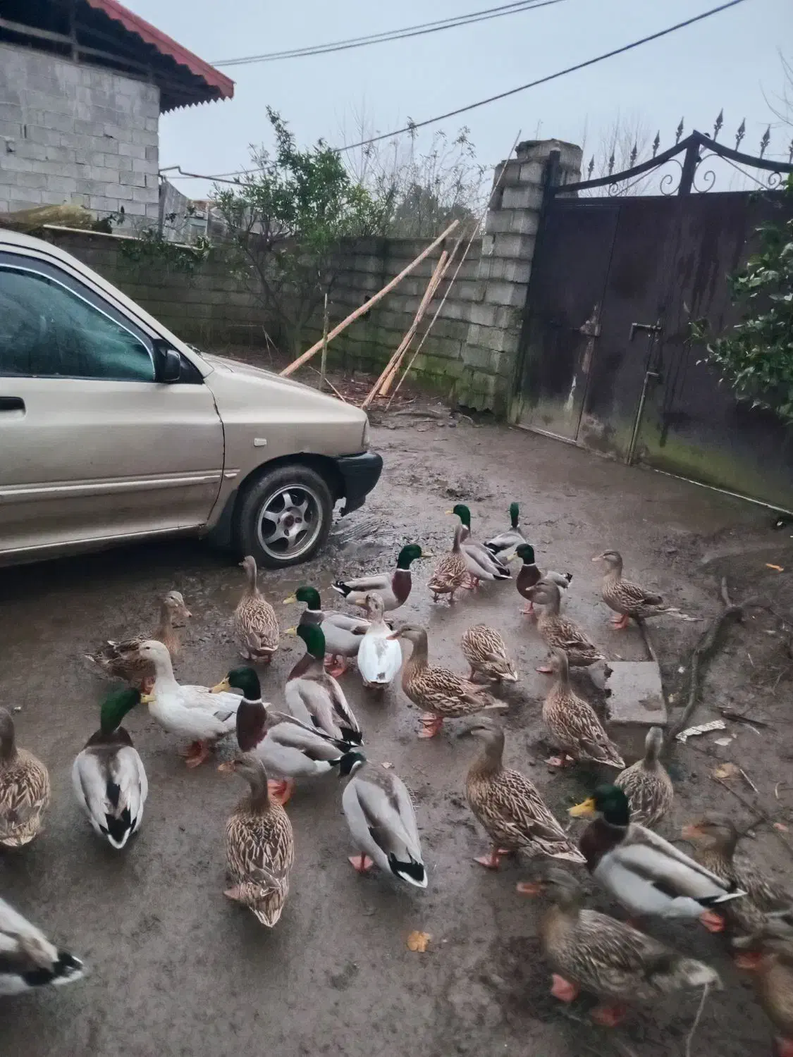 اردکهای پروازی کله سبزترین بالا|حیوانات مزرعه|رودبنه, |دیوار