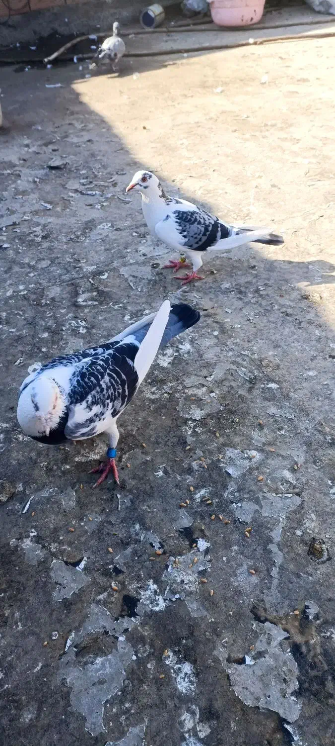 جفت ابلغ نرو ماده|پرنده|مینودشت, |دیوار