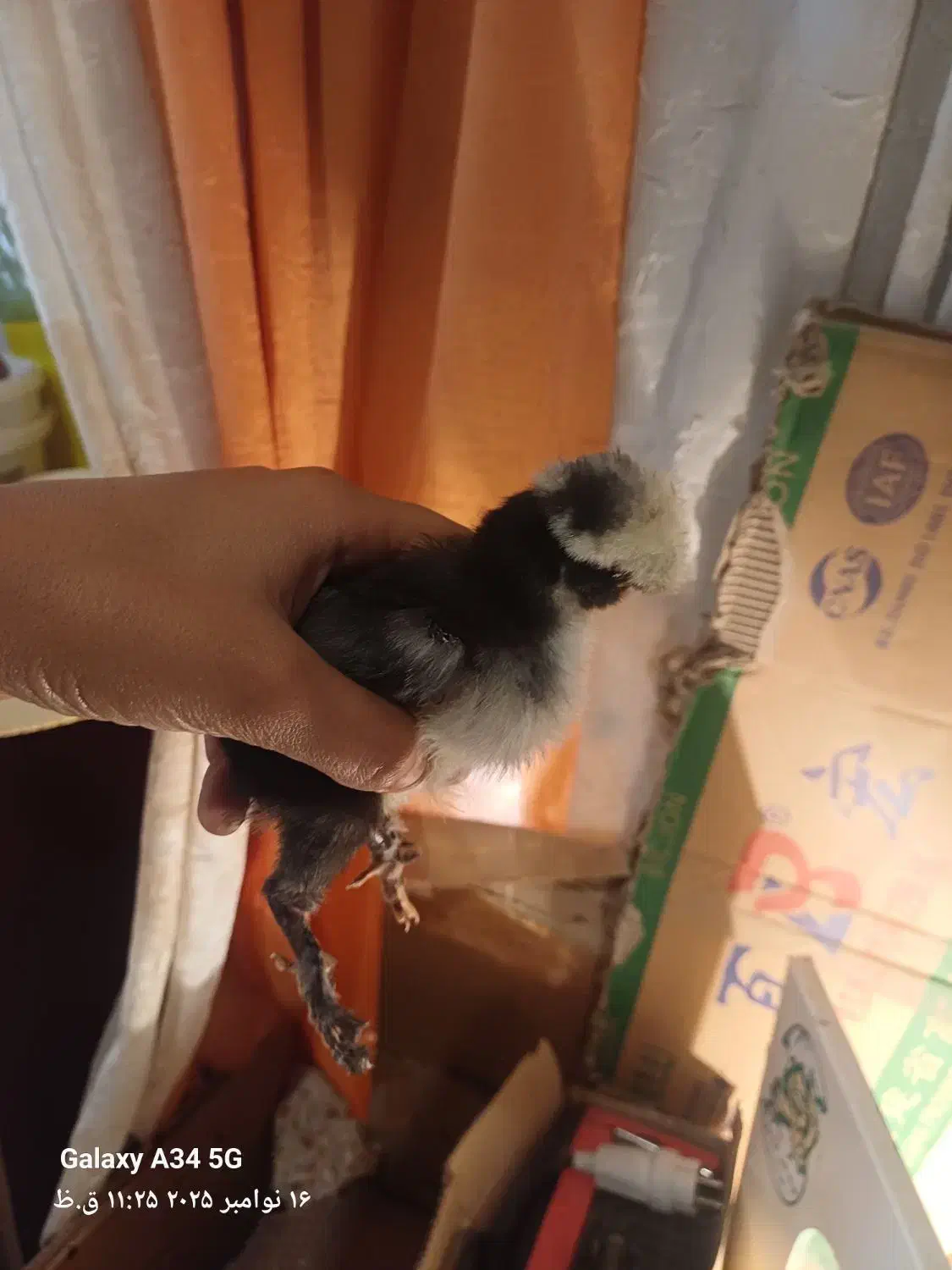 فروش جوجه|حیوانات مزرعه|لنگرود, |دیوار