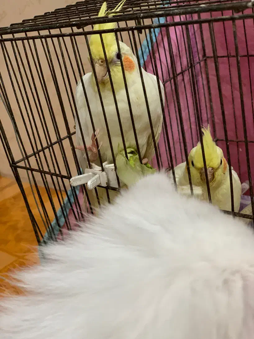 عروس هلندی دست اموز جوجه|پرنده|رشت, باهنر|دیوار