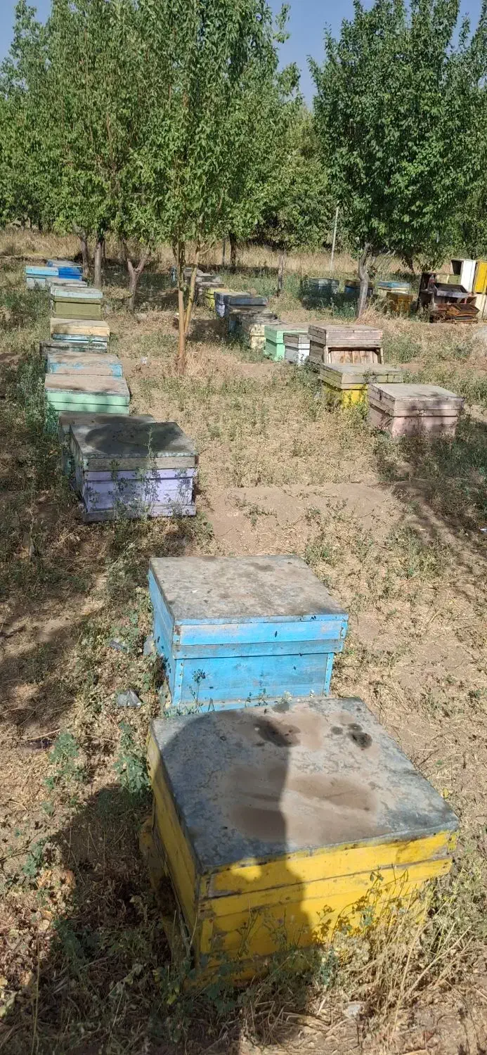 زنبور عسل|حیوانات مزرعه|اراک, |دیوار