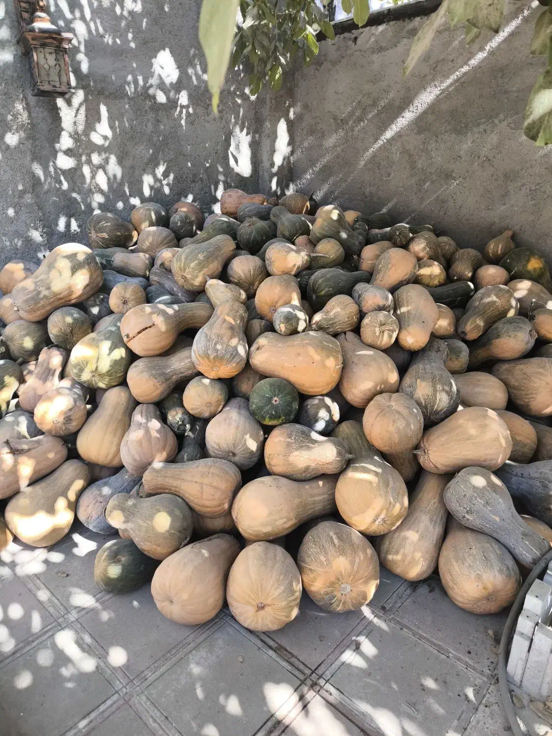 کدو یکجا|خوردنی و آشامیدنی|نهاوند, |دیوار