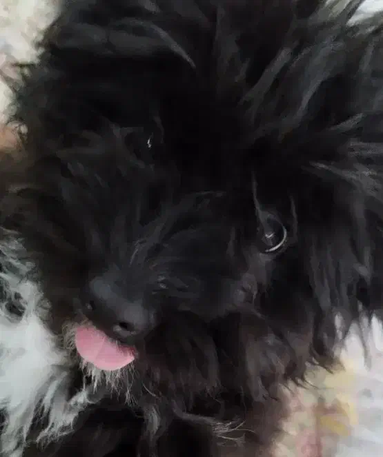 واگذاری سگ (پرورشگاه و سرپناه سگ های خانگی )|سگ|پرند, فاز ۱|دیوار